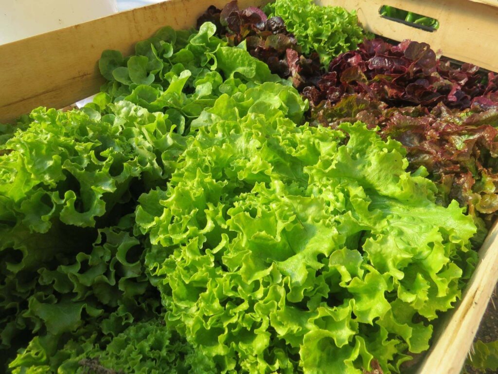 jardin-potager-restaurant-sarlat
