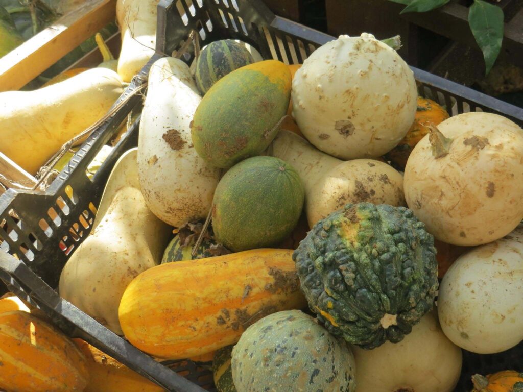 jardin-potager-restaurant-sarlat
